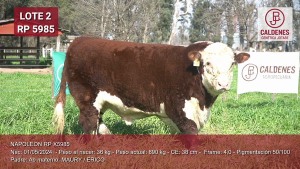 Lote Toros PP Bozal