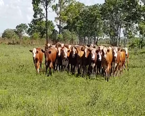 Lote 33 Vaquillonas en San Justo, Santa Fe