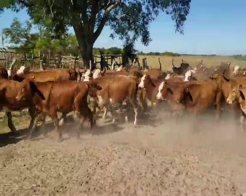 Lote 56 Terneros/as en San Roque, Corrientes