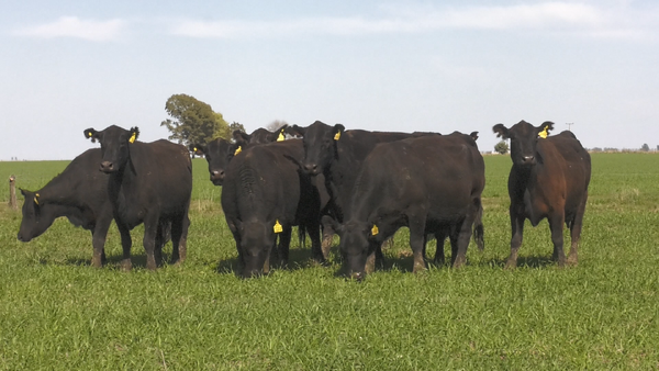 Lote VACAS  ANGUS NEGRO  PC  C/ GTIA DE PREÑEZ PARICIÓN PRIMAVERA