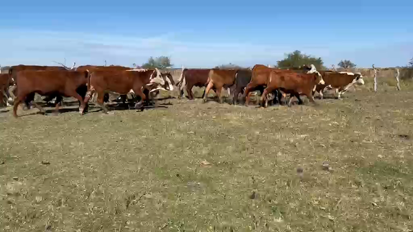 Lote 150 Novillos en Corrientes, Mercedes