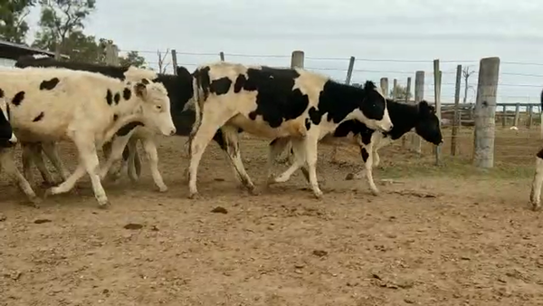 Lote Chapero Juan - Terneras
