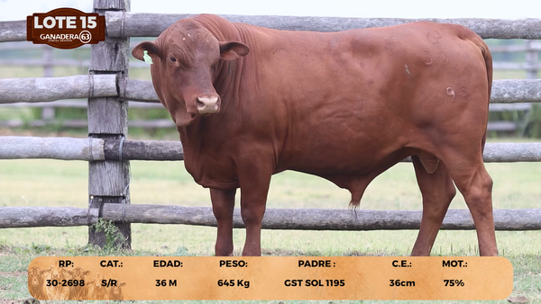 Lote LOTE 15