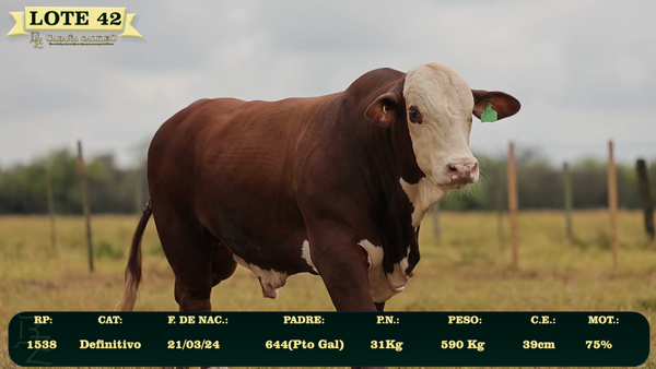 Lote LOTE 42