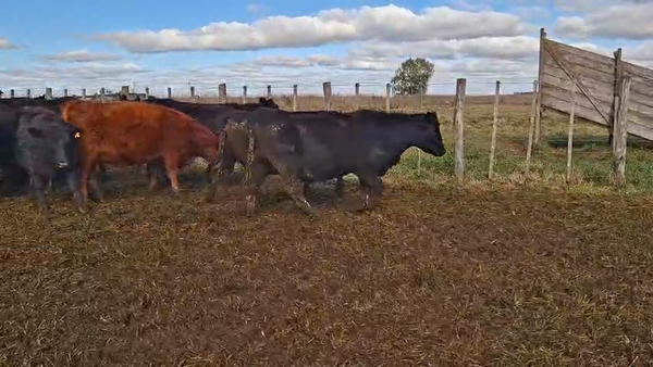 Lote 120 Vaquillonas preñadas