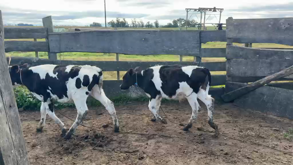 Lote TERNEROS