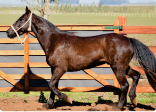 Lote Timonel San Telmo