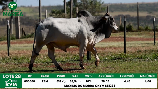 Lote Lote 28
