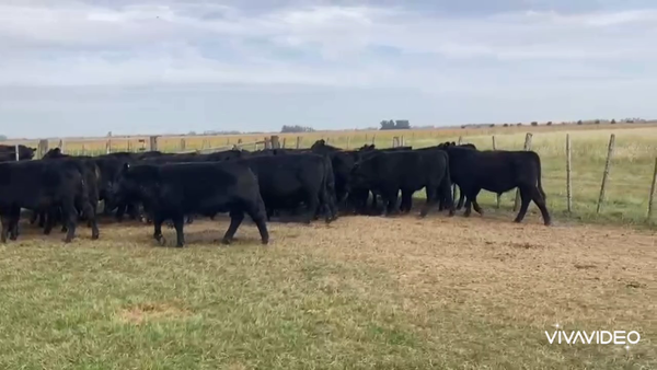Lote 40 Novillitos