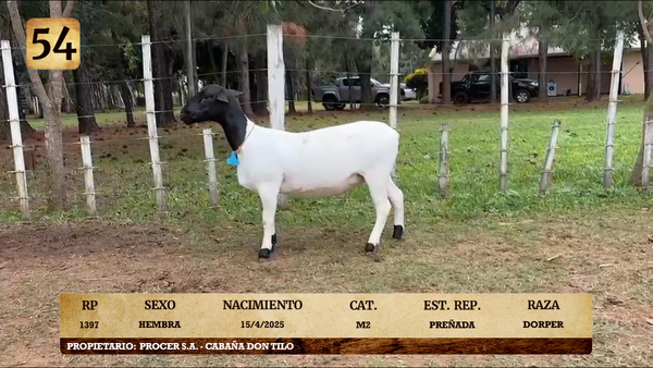 Lote LOTE 54