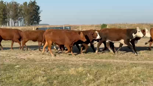 Lote 38 Vaquillonas C/ gtia de preñez