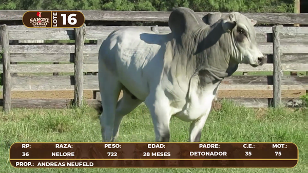 Lote Lote 16