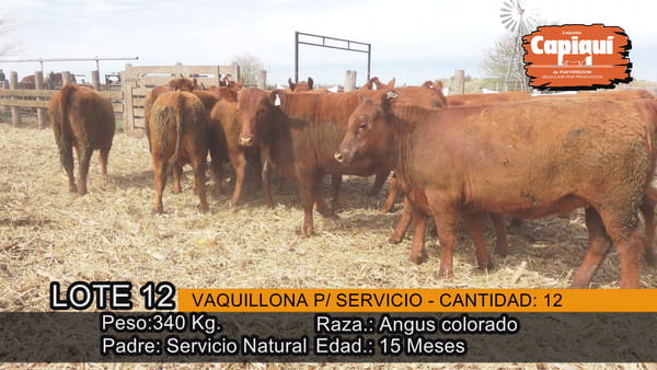 Lote VAQUILLONAS PARA SERVICIO