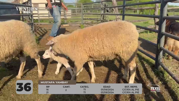 Lote LOTE 36