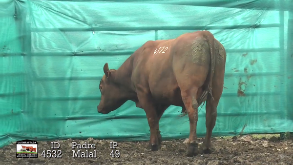 Lote 3 Toros, Durazno