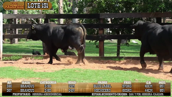 Lote LOTE 151