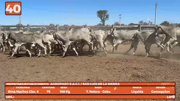 Lote LOTE 40