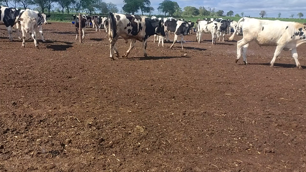 Lote 40 Novillitos Holando en Esustolia, Santa Fe