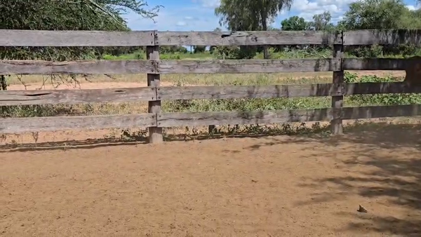 Lote 150 Novillitos en Formosa, Estanislao Del Campo
