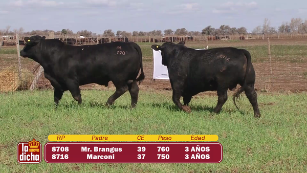 Lote TOROS BRANGUS CABAÑA LA NUEVA DICHA