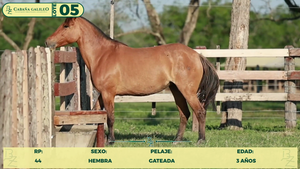 Lote LOTE 5