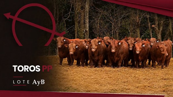 Lote TOROS ANGUS PP