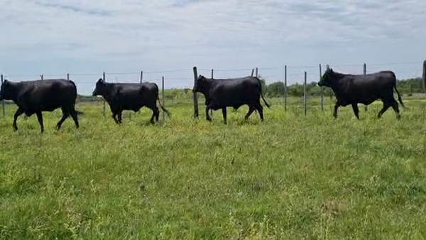 Lote VAQUILLA PREÑADAS