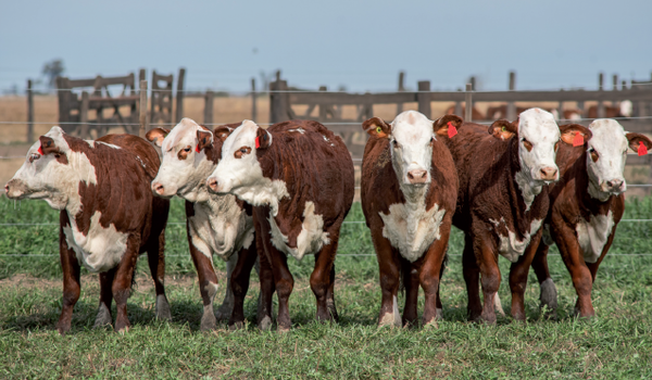 Lote Terneras Braford -  Los Charabones
