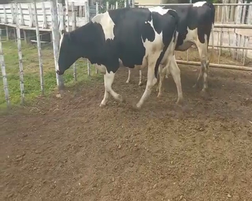 Lote Jose Maria Destefani