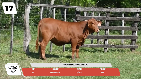 Lote LOTE 17- JUNIOR