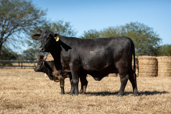 Lote Reproductores Altohondo - Lote 15