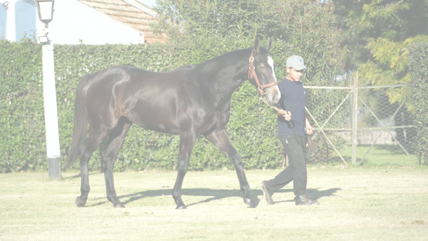 Lote CAPA COMICA (GIDU -  CAPE STORM)