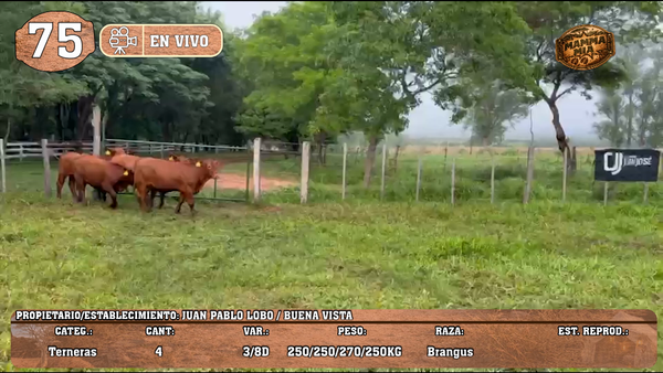 Lote LOTE 75 -EN VIVO