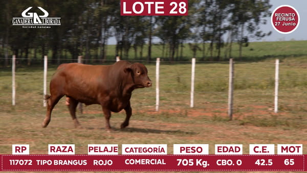 Lote Reproductores de Alborada - Lote 28