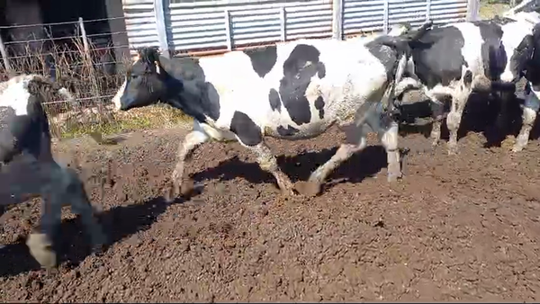 Lote 20 NOVILLITOS HOLANDO ARGENTINO EN BRINKMANN, CORDOBA