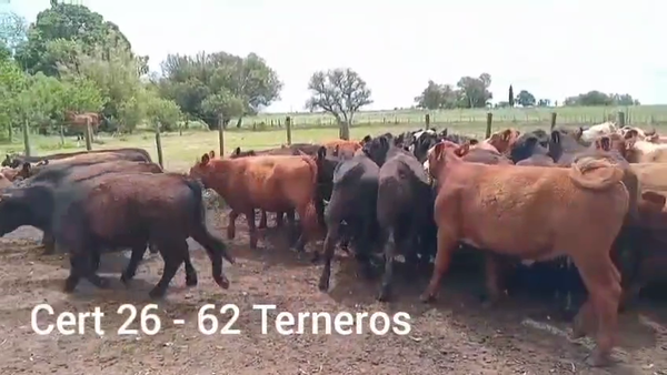 Lote TERNEROS