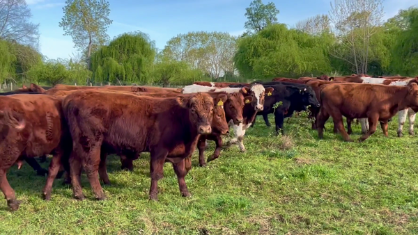Lote 50 Novillo Engorda en Osorno, X Región Los Lagos