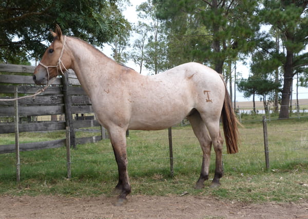 Lote LOBIZON ESCONDIDO