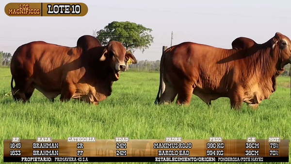 Lote LOTE 10