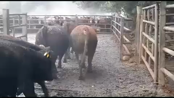 Lote 45 Novillo Gordo en San Clemente, VII  Región Maule