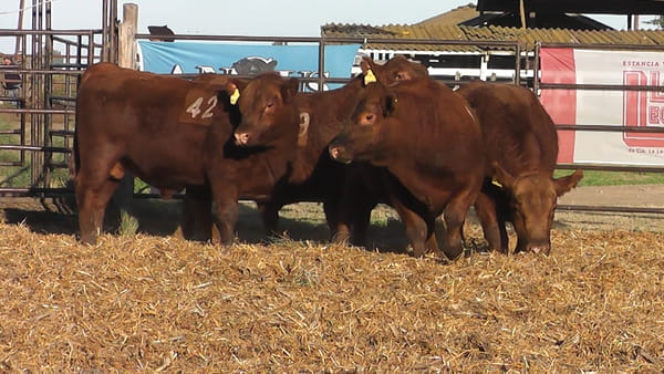 Lote TOROS ANGUS COLORADOS PC