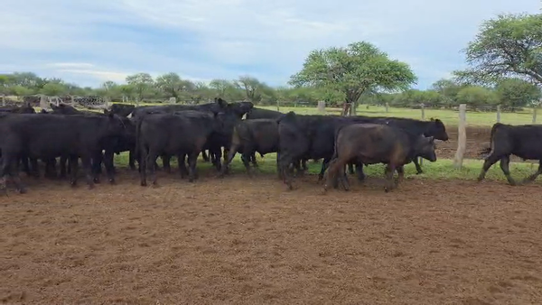 Lote 200 Novillitos en La Pampa, Victorica