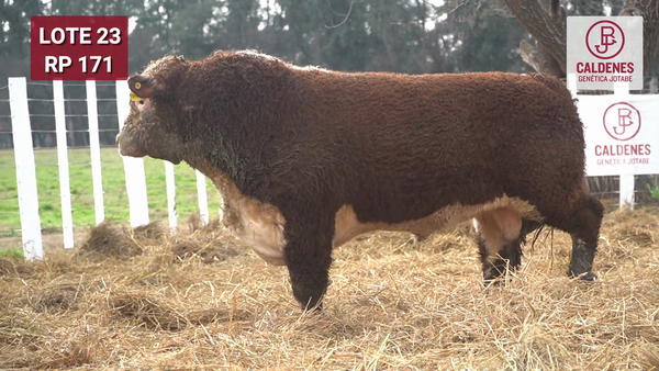 Lote Toro PR