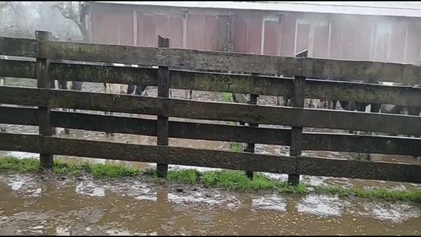 Lote 13 Novillo Engorda en Mariquina, XIV Región Los Ríos