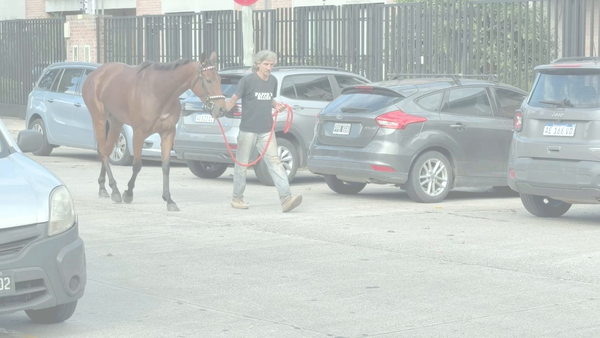 Lote LA DIBUJANTE (TREASURE BEACH -  DEAR BUBBLE) EN TRAINING