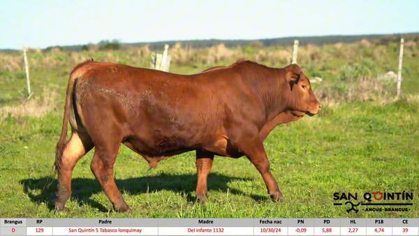 Lote San Quintin - Brangus