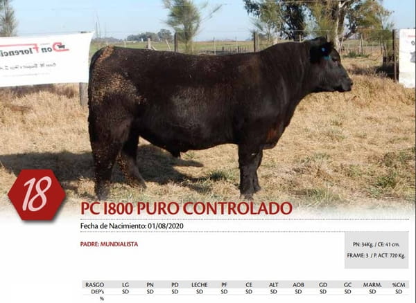 Lote TORO