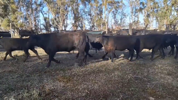 Lote 76 Terneros/as en Espartillar