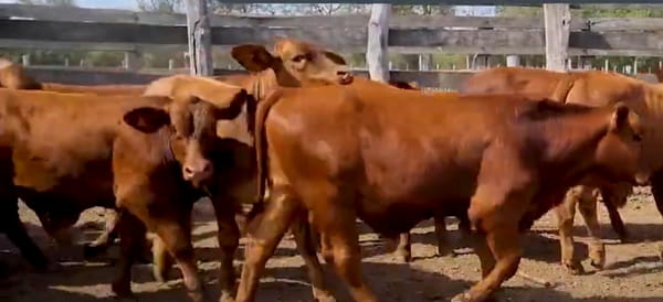 Lote Lote 11