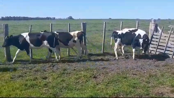 Lote (Vendido)5 Vaquillonas holando HOLANDO 280kg - , Flores